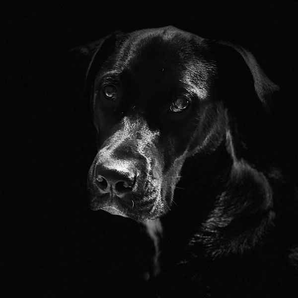 Dog Photographer in Bromley, Croydon and Surrey