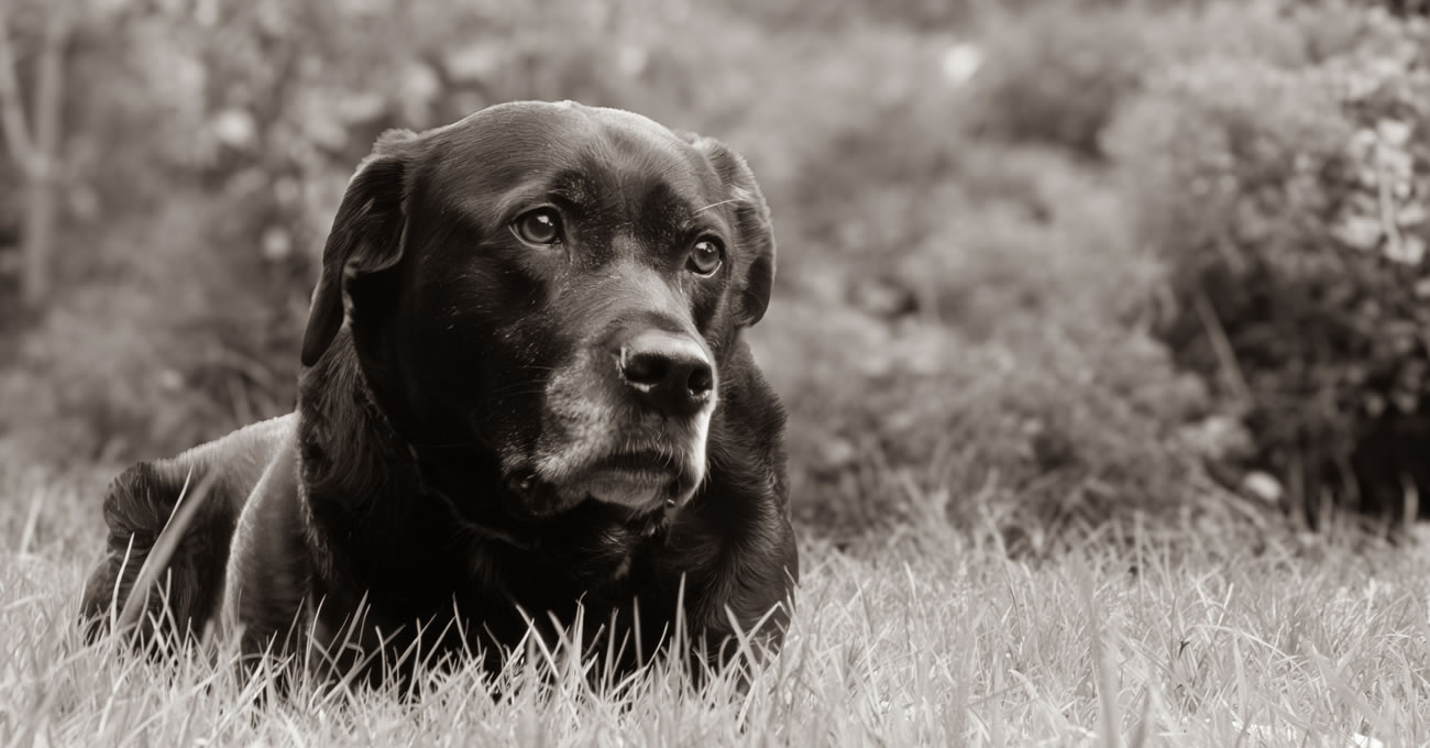 Dog Photographer in South London - Surrey and Kent